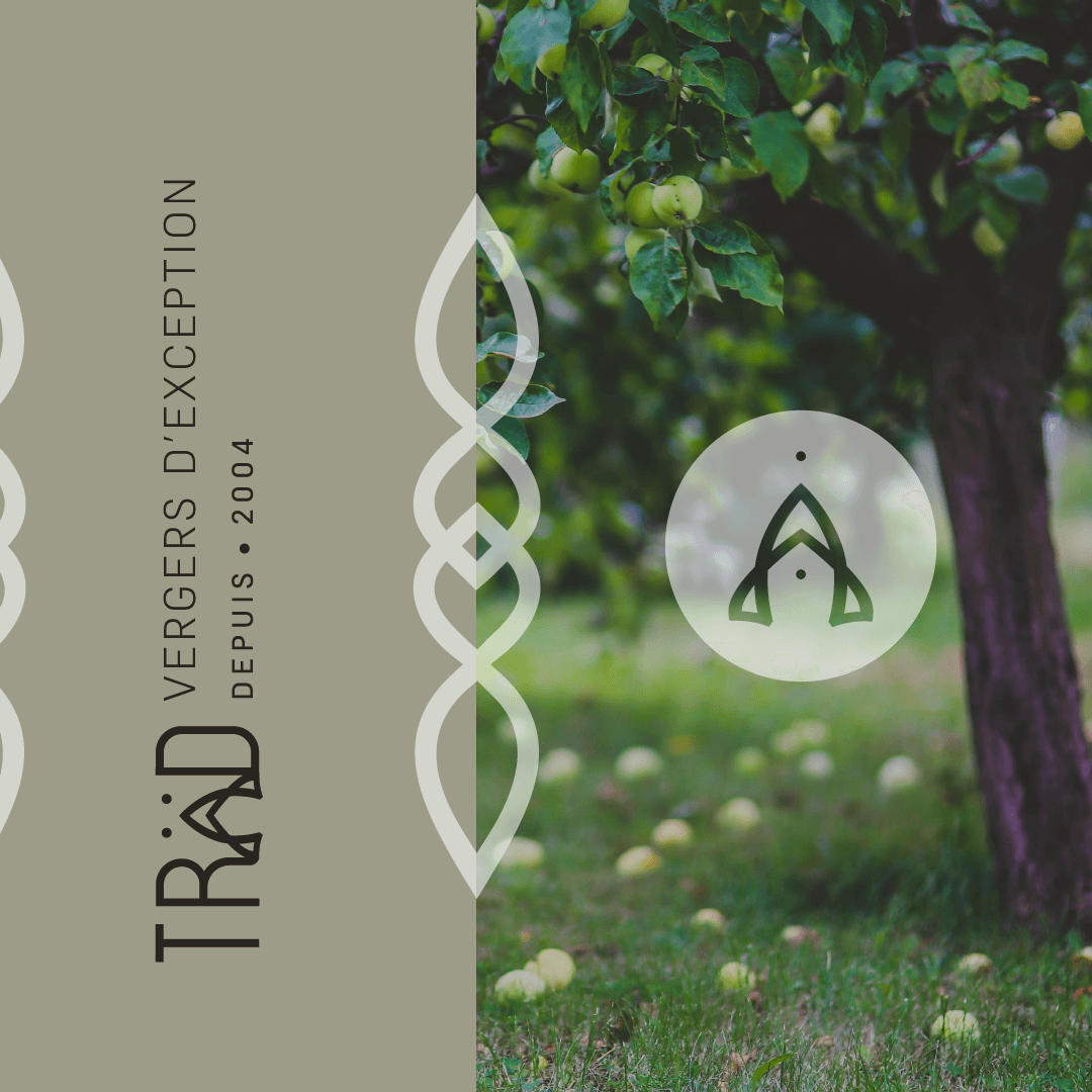 Träd arboriculture - Identité visuelle - Design Alchimie branding & stratégie de marque